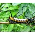 Japanese Owl Moth Brahmaea japonica 4 pupae Japanese Owl Moth Brahmaea japonica 4 pupae